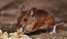 24 Hour & Emergency Exterminators in Triangle, NY